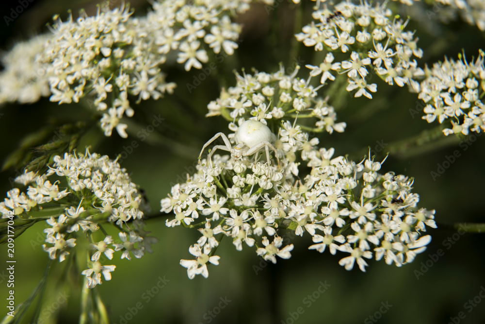Araignée blanche Araignée blanche