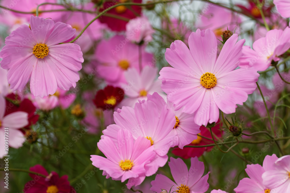 Obraz premium コスモス