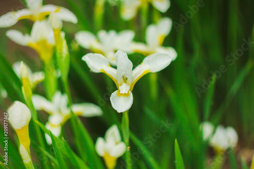 Fototapeta Naklejka Na Ścianę i Meble -  Nature Of The Far East. Perennial plants, flowers. Nature in early summer. Bloom flowers irises.
