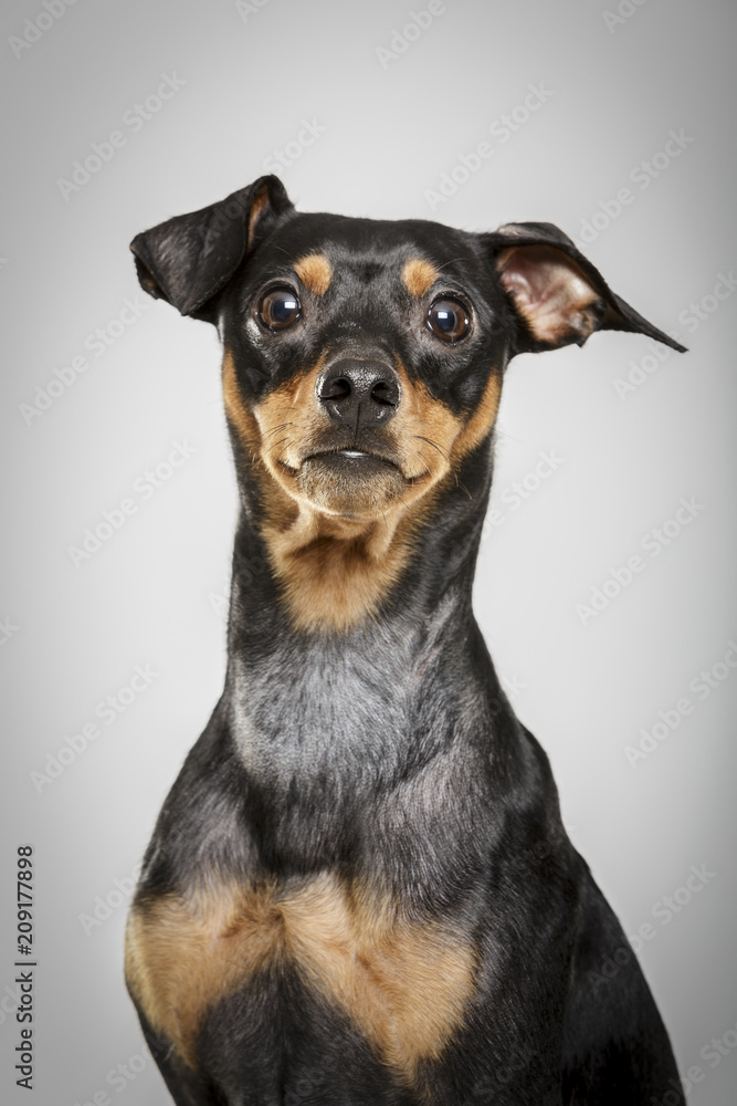 Studio portrait of an expressive pinscher dog against neutral background
