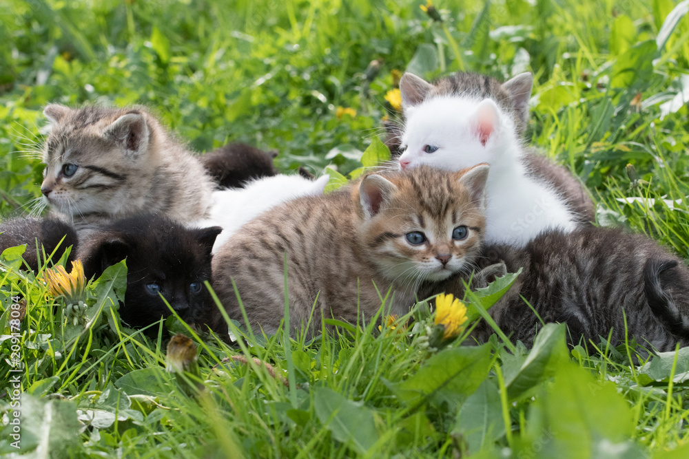 group of little kittens in green grass group of little kittens in green grass