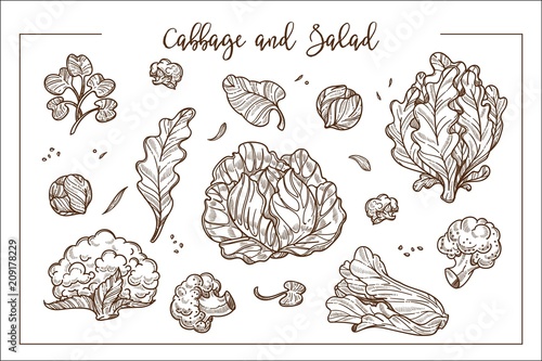 Cabbage and salad in bunches or heads and separate leaves