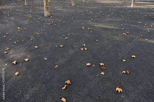 Autumn leaves on concrete pavement