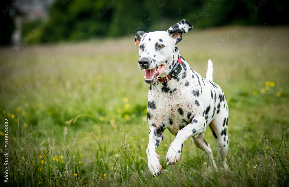 The Dalmatian