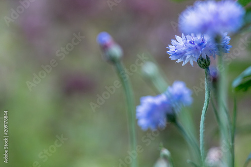 Blue Cornflowers (ID: 209178844)