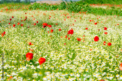 Fototapeta Naklejka Na Ścianę i Meble -  Red poppy on a meadow with a lot of white daisies or chamomile and cornflower in golden sunlight, abundance wild flower background with copy space, selected focus, narrow depth of field