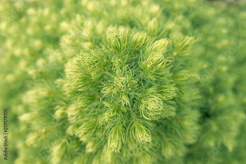 Green spruce or christmas tree top view - bright summer background with natural texture