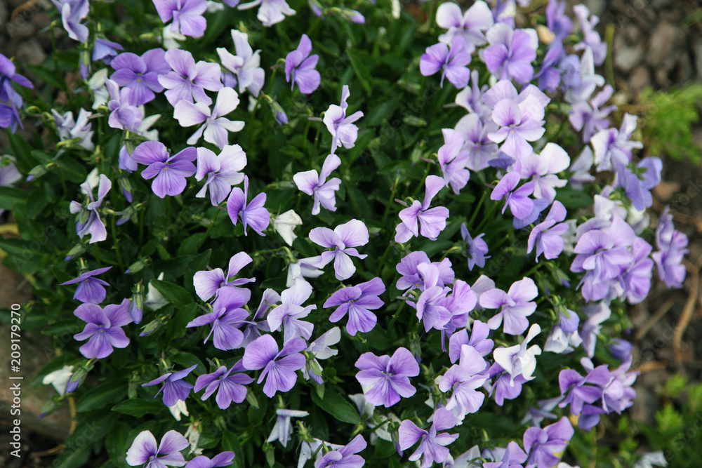 pansies pansies