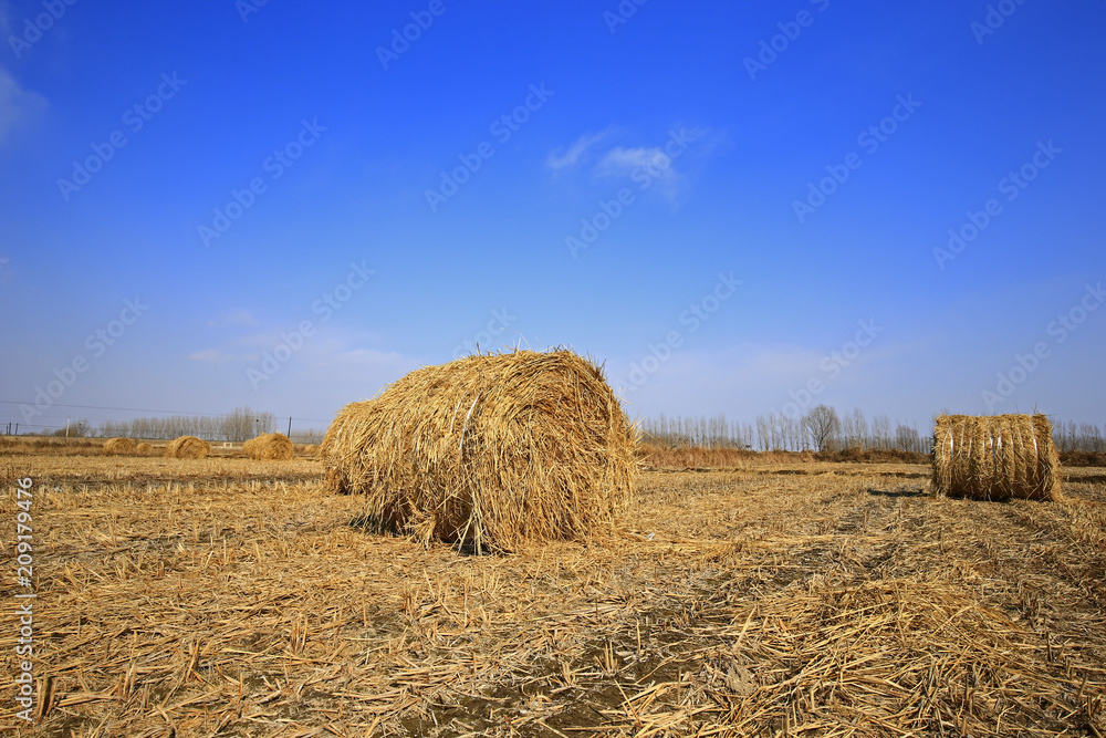 Dry straw under the blue sky