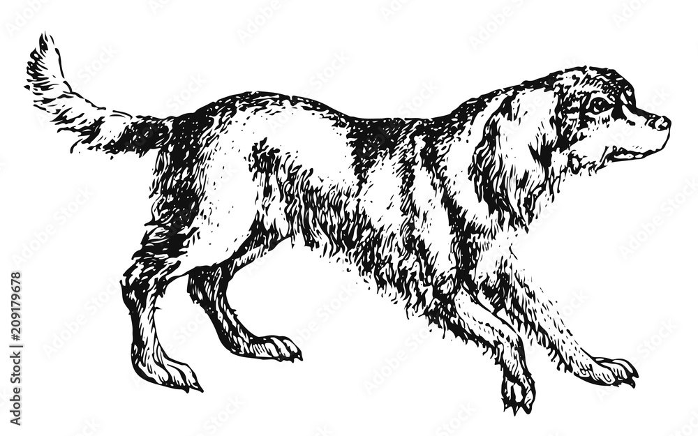 Dog - Epagneul Breton #vector #isolated - Hund Stock Vector | Adobe Stock