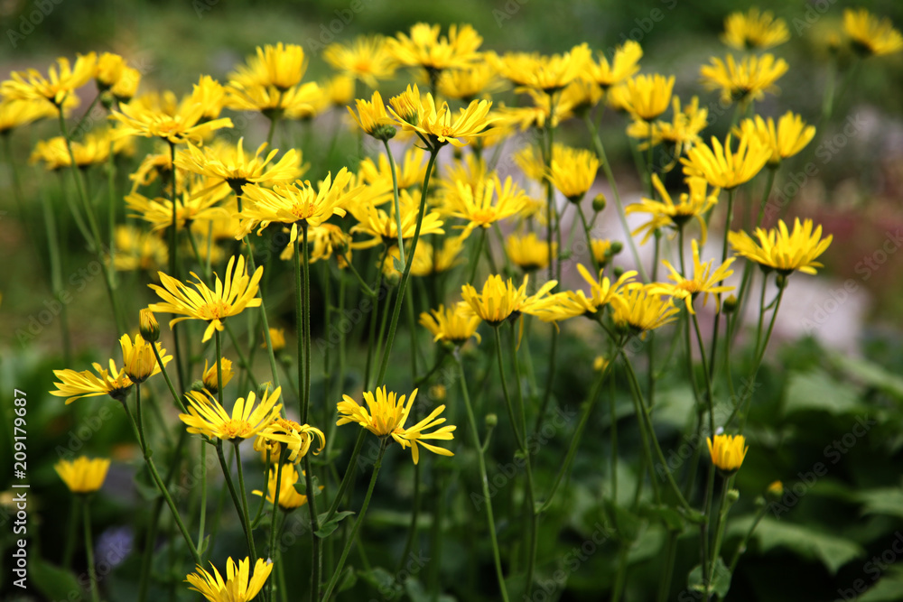 Obraz premium chamomile