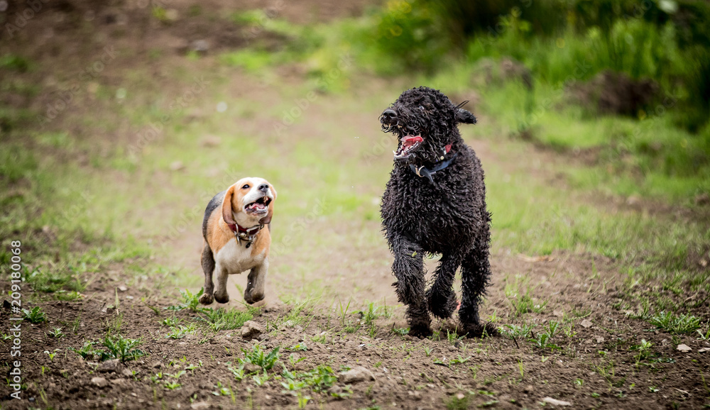 Fototapeta premium The Spoodle