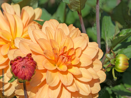 Fototapeta Naklejka Na Ścianę i Meble -  Dahlienblüten