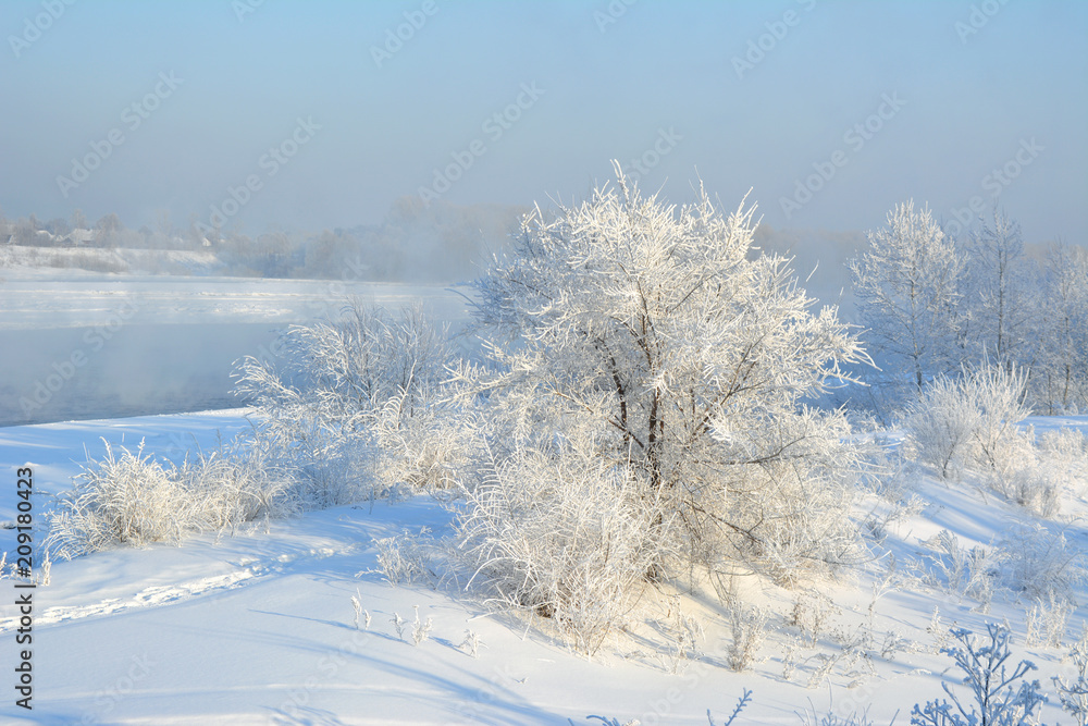 Winter scene. Wonderland with trees covered by white snow. Winter scene. Wonderland with trees covered by white snow.