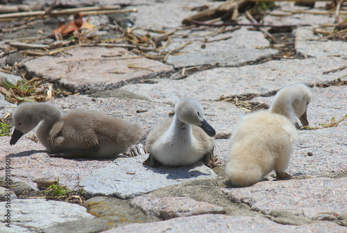 goose chicks on the stones