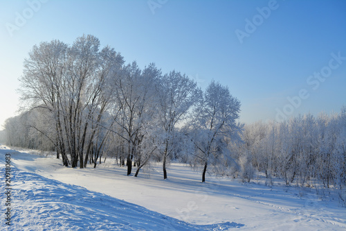 Winter scene with snow covered trees. Beautiful landscape under blue sky.