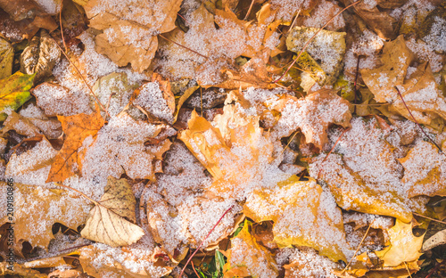 Yellow and brown autumn maple leaves on the ground covered with first snow. Abstract background