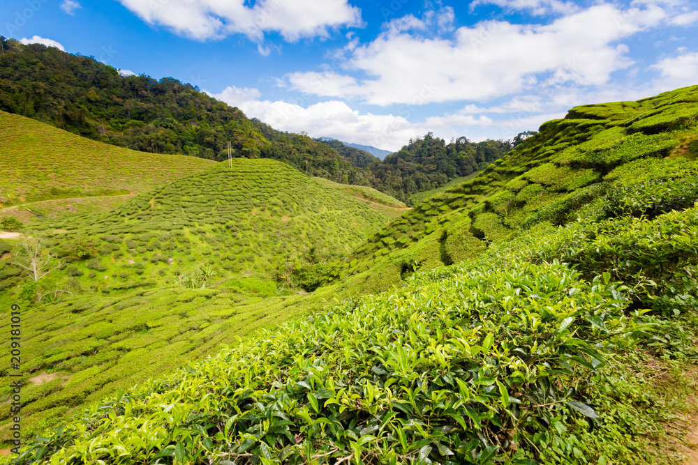 Obraz premium Cameron Highlands Bharat tea plantation