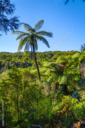 Track in Abel Tasman National Park  New Zealand