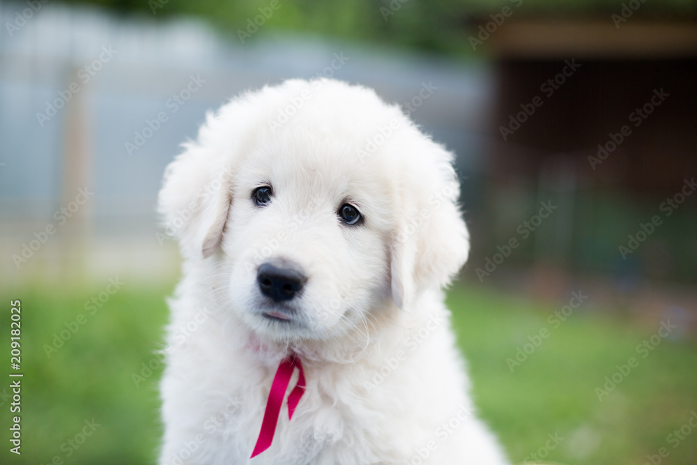 Portrait of a cute maremma puppy with red ribbon sitting on the table outside in summer. Close-up of Adorable white fluffy puppy breed maremmano abruzzese dog