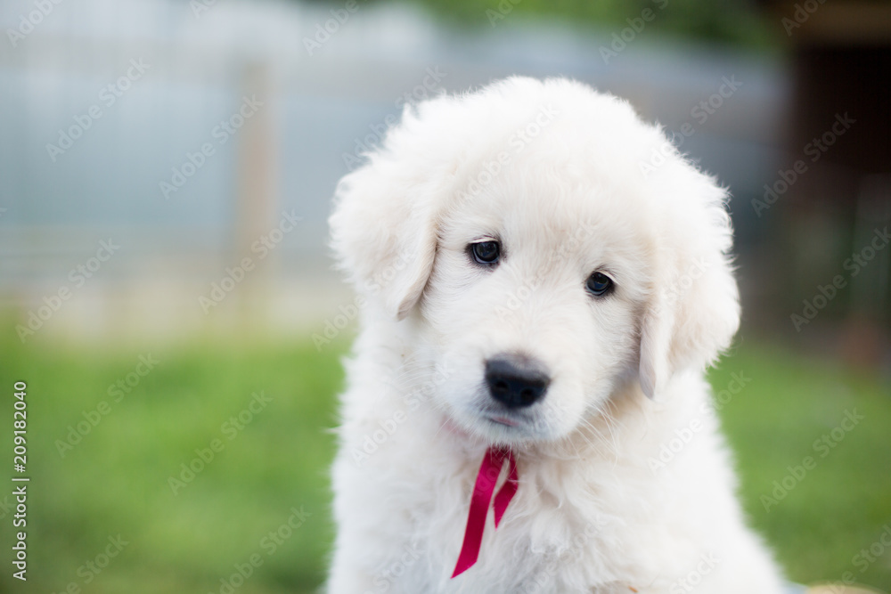 Portrait of a cute maremma puppy with red ribbon sitting on the table outside in summer. Close-up of Adorable white fluffy puppy breed maremmano abruzzese dog