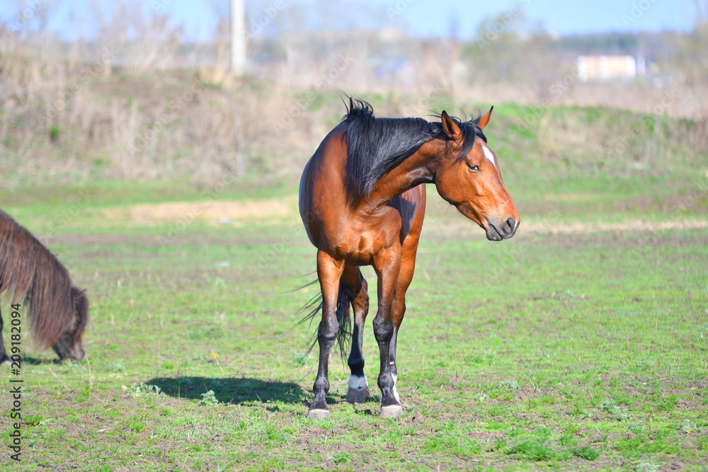 Horses at the farm Horses at the farm