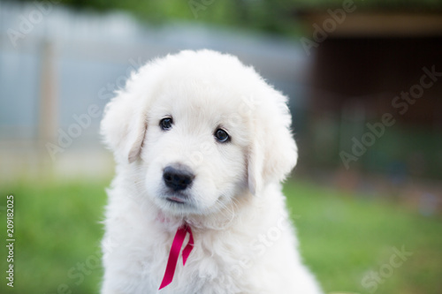 Portrait of a cute maremma puppy with red ribbon sitting on the table outside in summer. Close-up of Adorable white fluffy puppy breed maremmano abruzzese dog