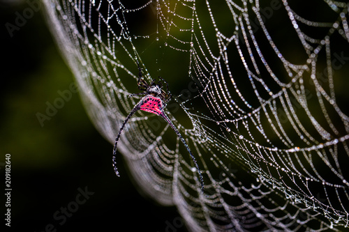 Wallpaper Mural Blurred Red Long-horned Orb-weaver Spider (Macracantha arcuata) Torontodigital.ca