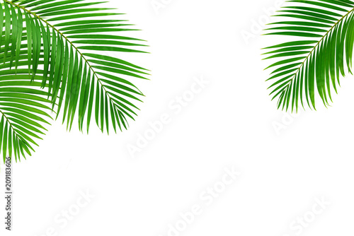 Green leaves of palm isolated on white background. photo