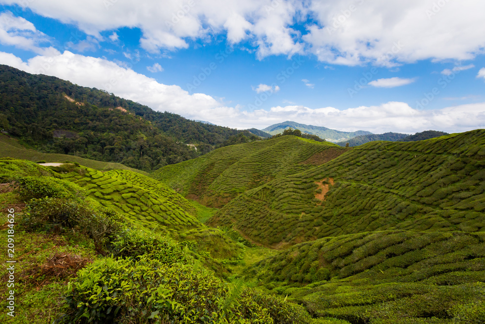Obraz premium Cameron Highlands Bharat tea plantation