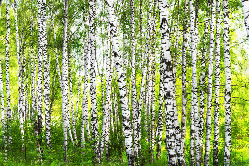 summer in sunny birch forest summer in sunny birch forest