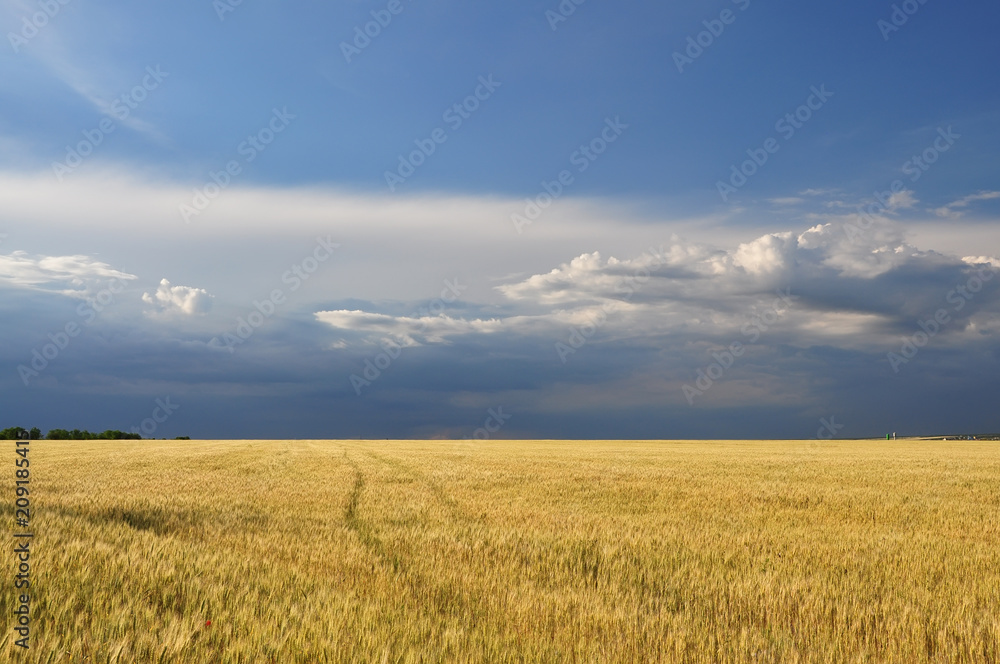 A beautiful golden field with ripe wheat and a stormy sky.
