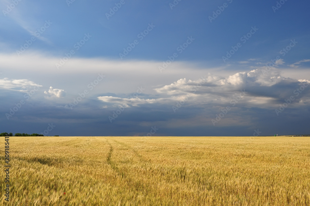 A beautiful golden field with ripe wheat and a stormy sky.
A beautiful golden field with ripe wheat and a stormy sky.