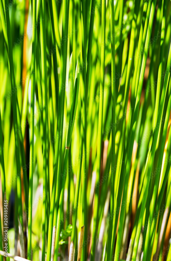 Stalks of papyrus green plant stand in line with sunlight background Stalks of papyrus green plant stand in line with sunlight background