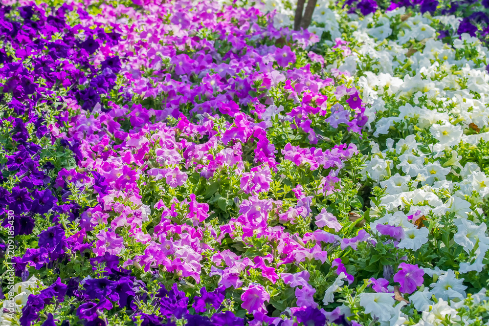 Obraz premium Colorful flowers of petunias blossom in the park (Petunia hybrida, Solanaceae)