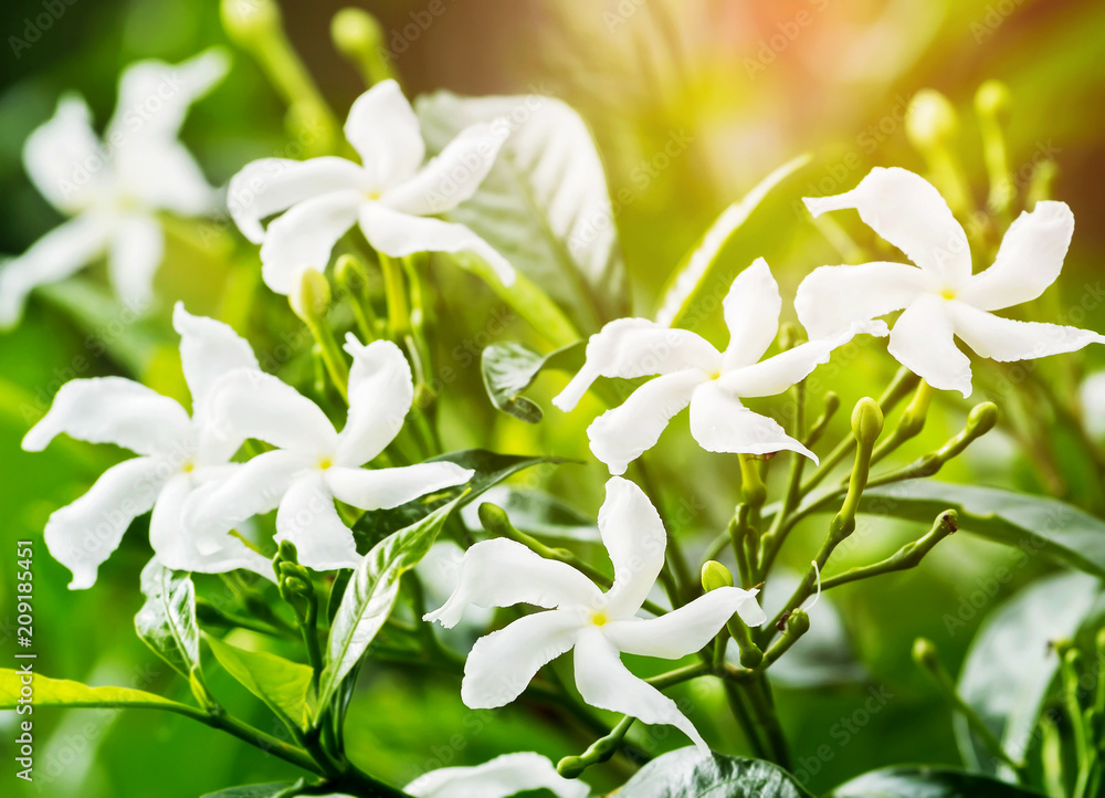 What Is Sampaguita Flower In English Best Flower Site
