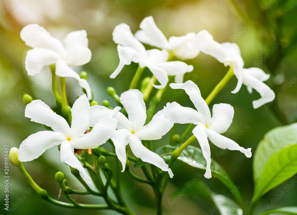 Fototapeta premium Close up of white Sampaguita Jasmine or Arabian Jasmine flowers blossom