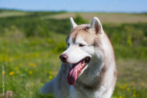 Profile Portrait of A beige and white dog breed siberian husky is in the buttercup field in summer. Image of happy husky on the yellow flowers  green grass and blue sky background