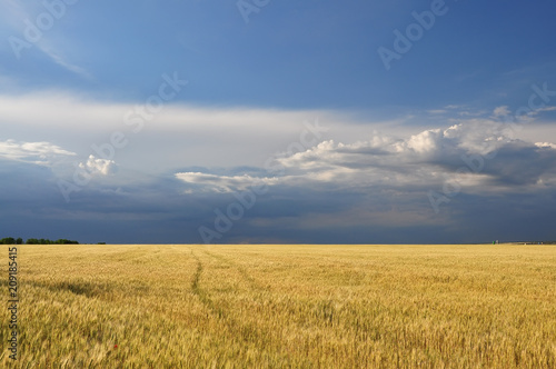 A beautiful golden field with ripe wheat and a stormy sky.  