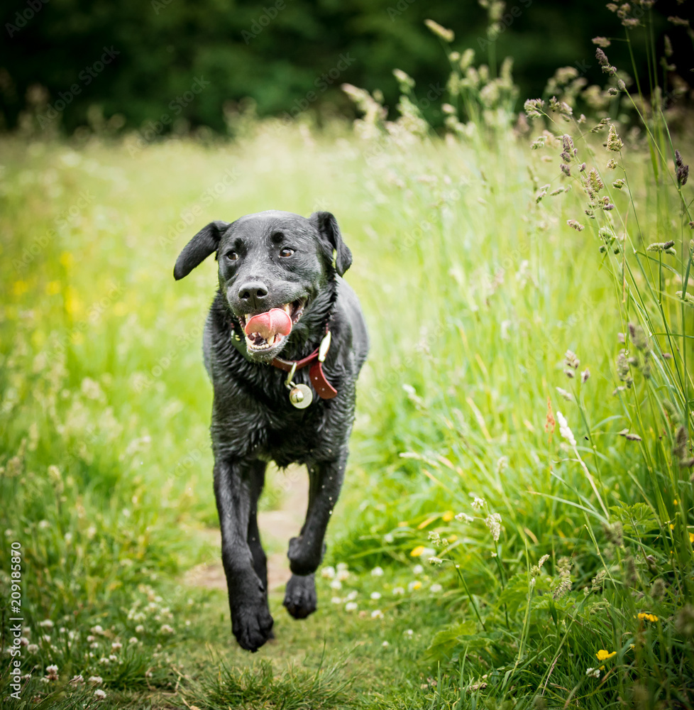 The Black Labrador