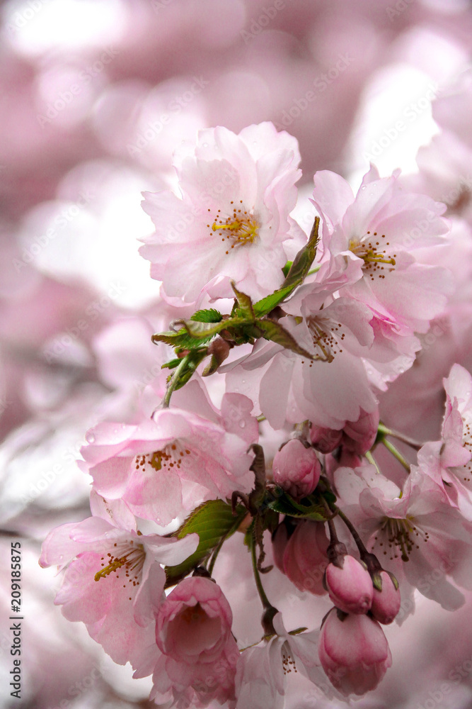 Fototapeta premium Kungsträdgården