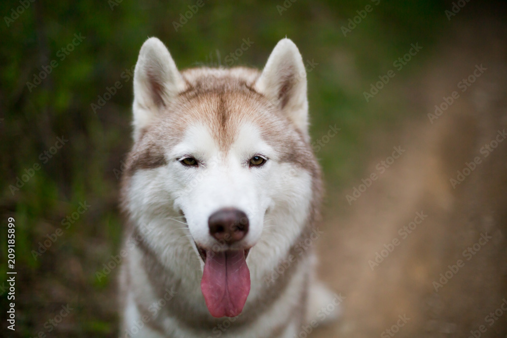 Close-up portrait of cute beige dog breed siberian husky with tonque hanging out sitting on the path in the forest