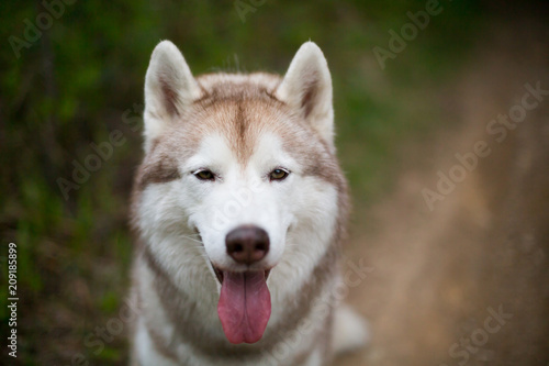 Close-up portrait of cute beige dog breed siberian husky with tonque hanging out sitting on the path in the forest © Anastasiia