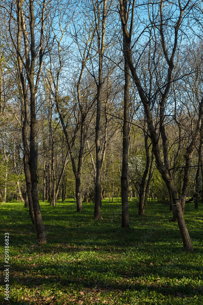 Green deciduous forest on a sunny day