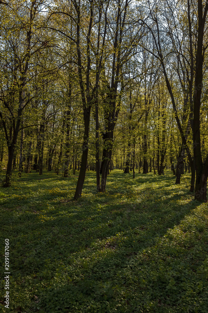 Green deciduous forest on a sunny day