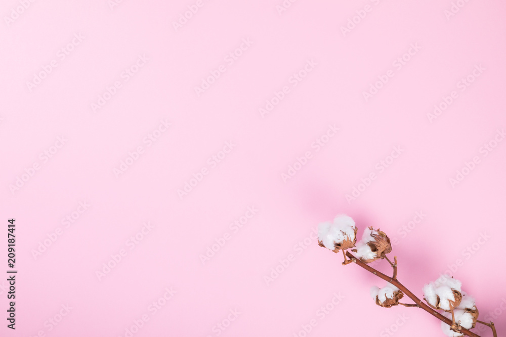 Cotton  plant flower. Branch Delicate white on the Pink Paper. Minimal Fashion Stillife.  Concept  Trendy Bright Colors.Copy space for Text.Top View. Flat Lay.