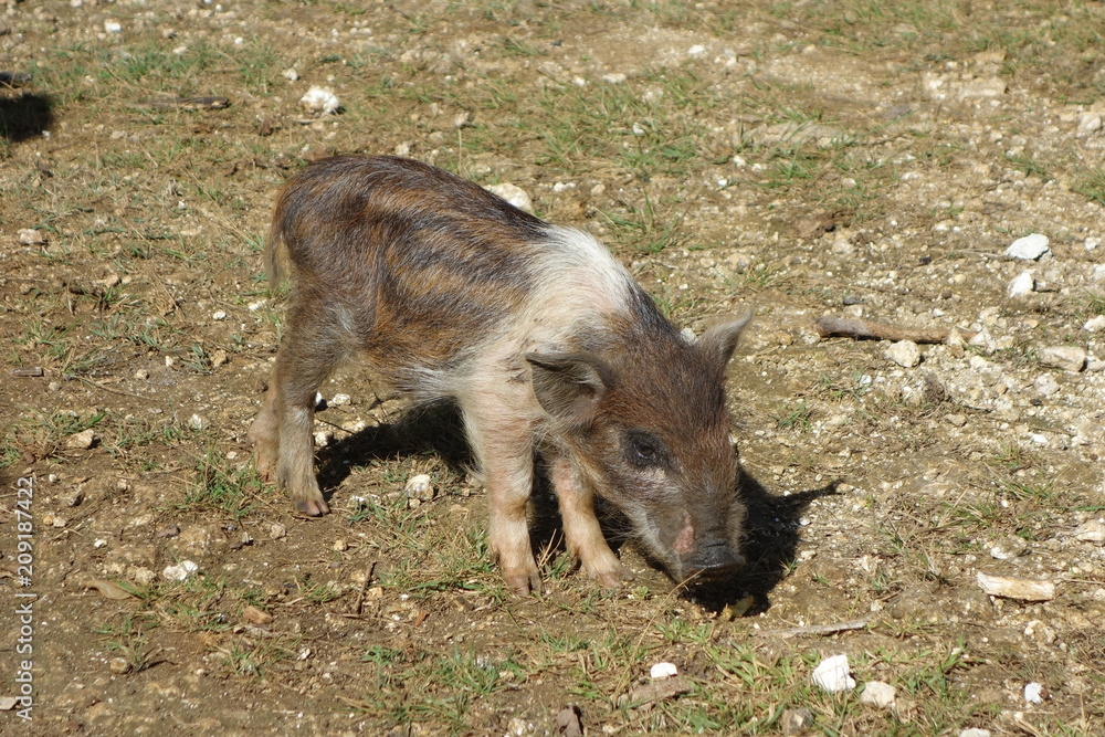 Island pig, piglet, Neiafu, Vavau, Tonga Island pig, piglet, Neiafu, Vavau, Tonga
