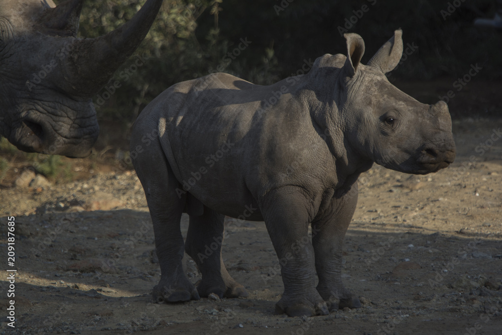 Obraz premium white rhinoceros calf crossing a road