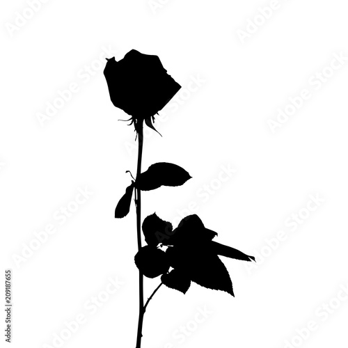 Black and white silhouette of rose. Isolated on White Background. vector Illu...