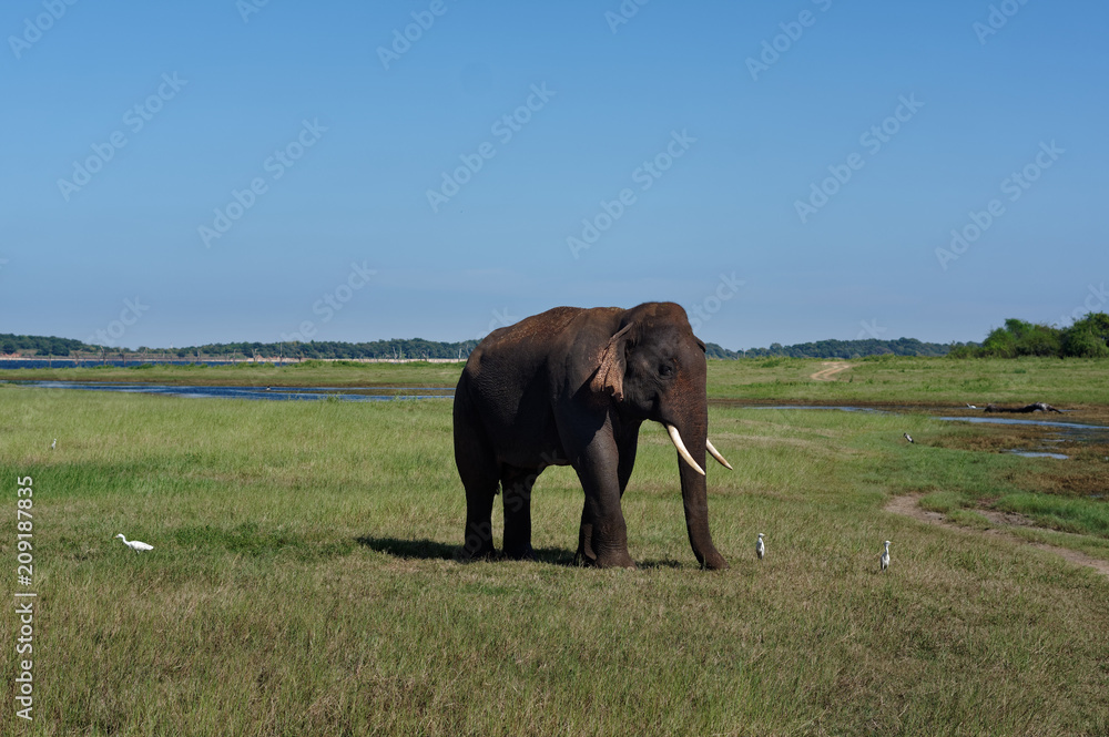 elephant elephant